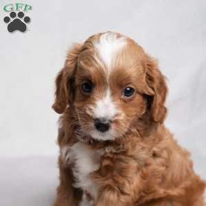 Zack, Cavapoo Puppy